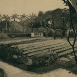 Read more about the article 【名單之後】殞落的新星：田中瑞穗（1920-1945）與他心中的植物園